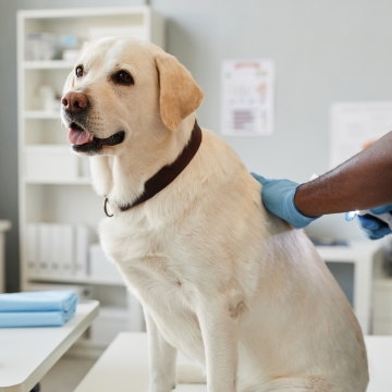 Diagnostic Imaging & Radiology