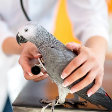 Exotic Pet Care