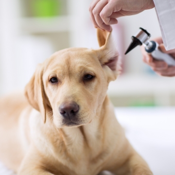 Wellness & Preventative Care